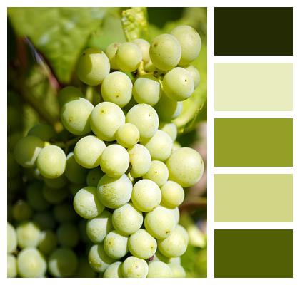 Grapes Unripe Grapes Vineyard Image